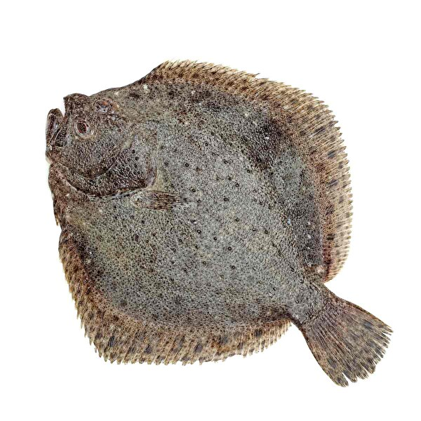 Kalkan 1 KG