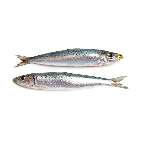 Sardalya 1 Kg